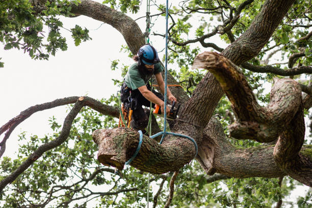 Best Tree Preservation Services  in USA